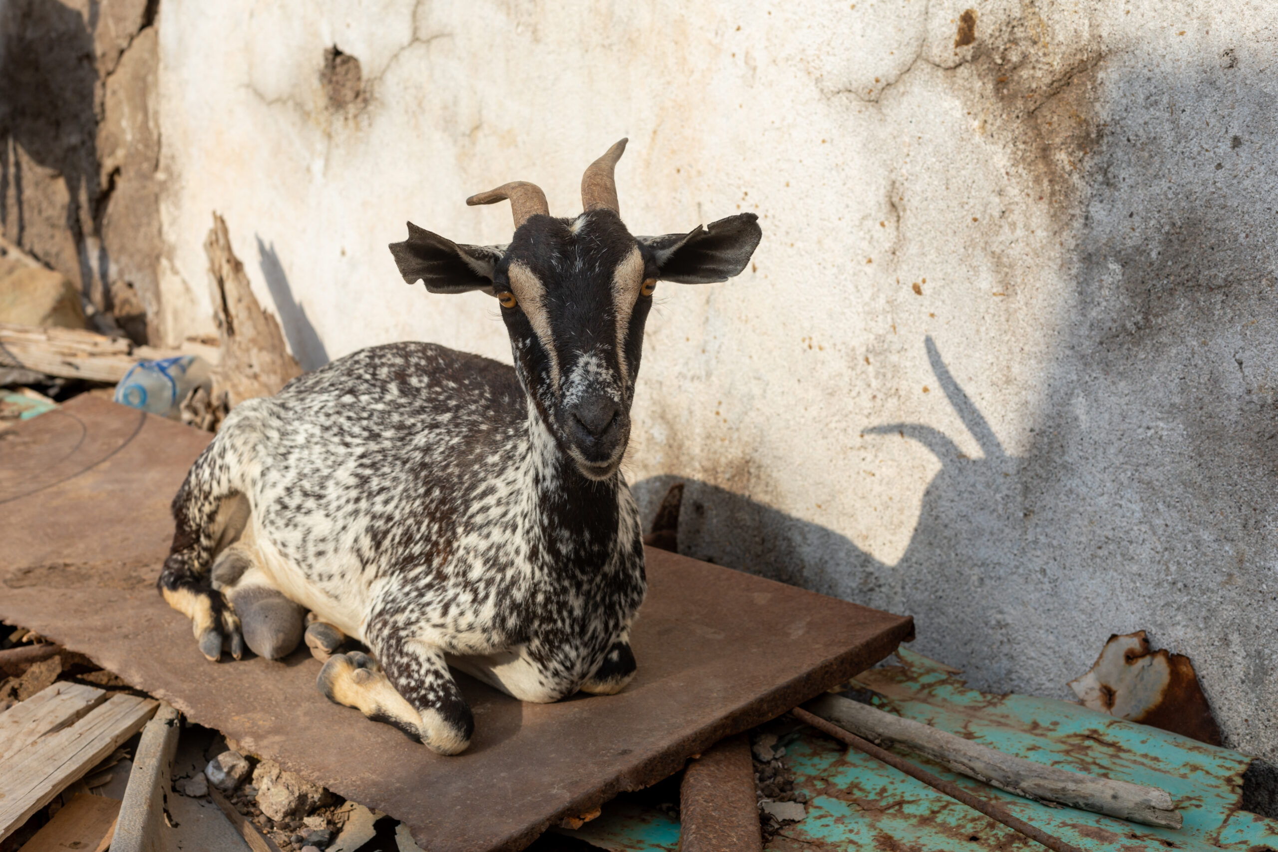 Furry Friends by Camille Massida Photography